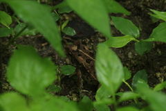 Incilius marmoreus