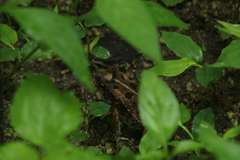Incilius marmoreus