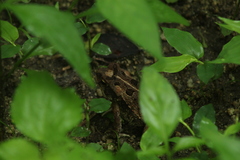 Incilius marmoreus