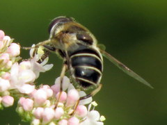 Eristalis obscura