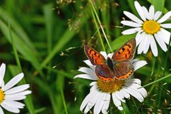 Lycaena phlaeas