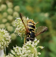 Chrysotoxum fasciolatum