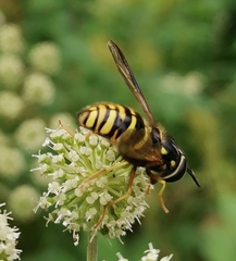 Chrysotoxum fasciolatum