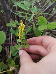 Botrychium alaskense