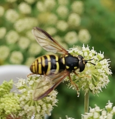 Chrysotoxum fasciolatum