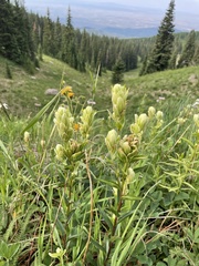 Castilleja septentrionalis