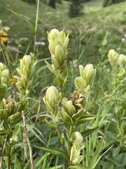 Castilleja septentrionalis