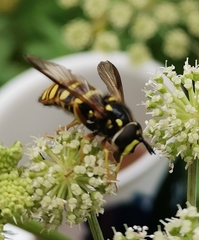 Chrysotoxum fasciolatum