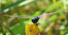 Urothemis edwardsii