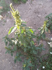 Amaranthus