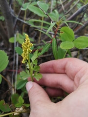 Botrychium alaskense