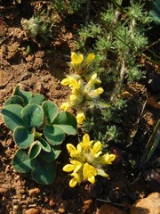 Lotononis involucrata