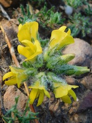 Lotononis involucrata