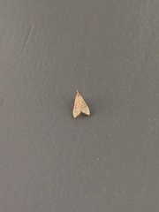 Antigastra catalaunalis