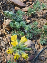Lotononis involucrata