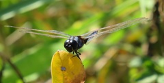 Urothemis edwardsii