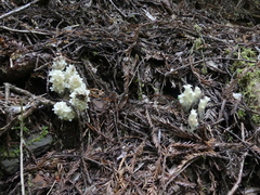 Pityopus californicus