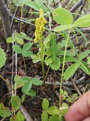 Botrychium alaskense