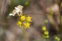 Bupleurum gracile