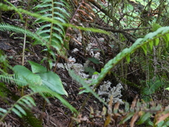 Pityopus californicus