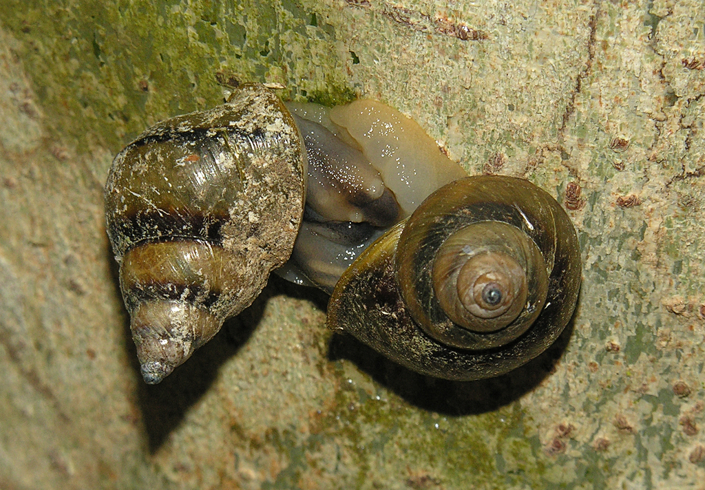 Double-banded Bark Snail
