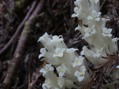 Pityopus californicus
