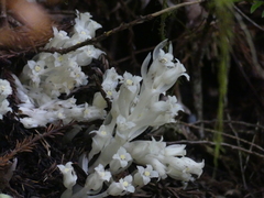 Pityopus californicus