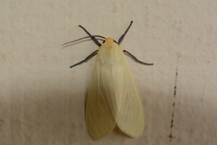 Pareuchaetes pseudoinsulata