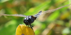 Urothemis edwardsii