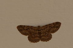 Hypomecis transcissa