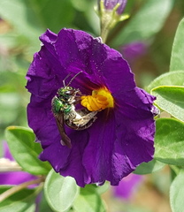 Augochloropsis ignita