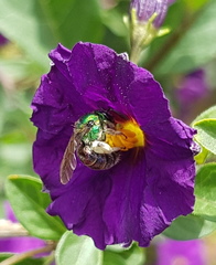 Augochloropsis ignita