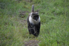 Cercopithecus mitis kolbi