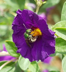Augochloropsis ignita