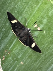 Melanis leucophlegma