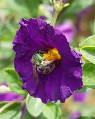 Augochloropsis ignita