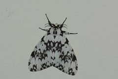Lymantria fuliginosa