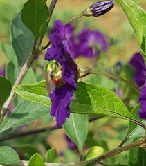 Augochloropsis ignita