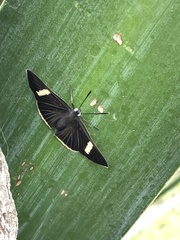 Melanis leucophlegma