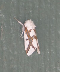 Euerythra phasma