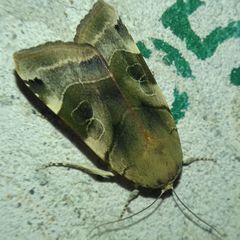 Noctua fimbriata