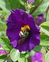 Augochloropsis ignita