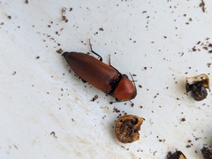 Elater ferrugineus