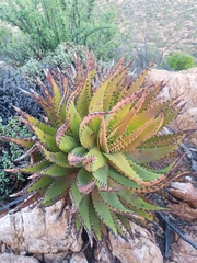 Aloe melanacantha