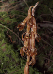 Corallorhiza maculata occidentalis