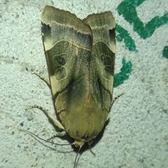 Noctua fimbriata