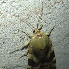 Noctua fimbriata
