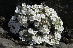 Androsace argentea