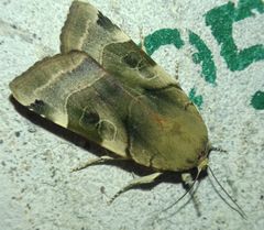 Noctua fimbriata