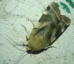 Noctua fimbriata